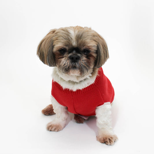 Small dog wearing a red sweater on a white background